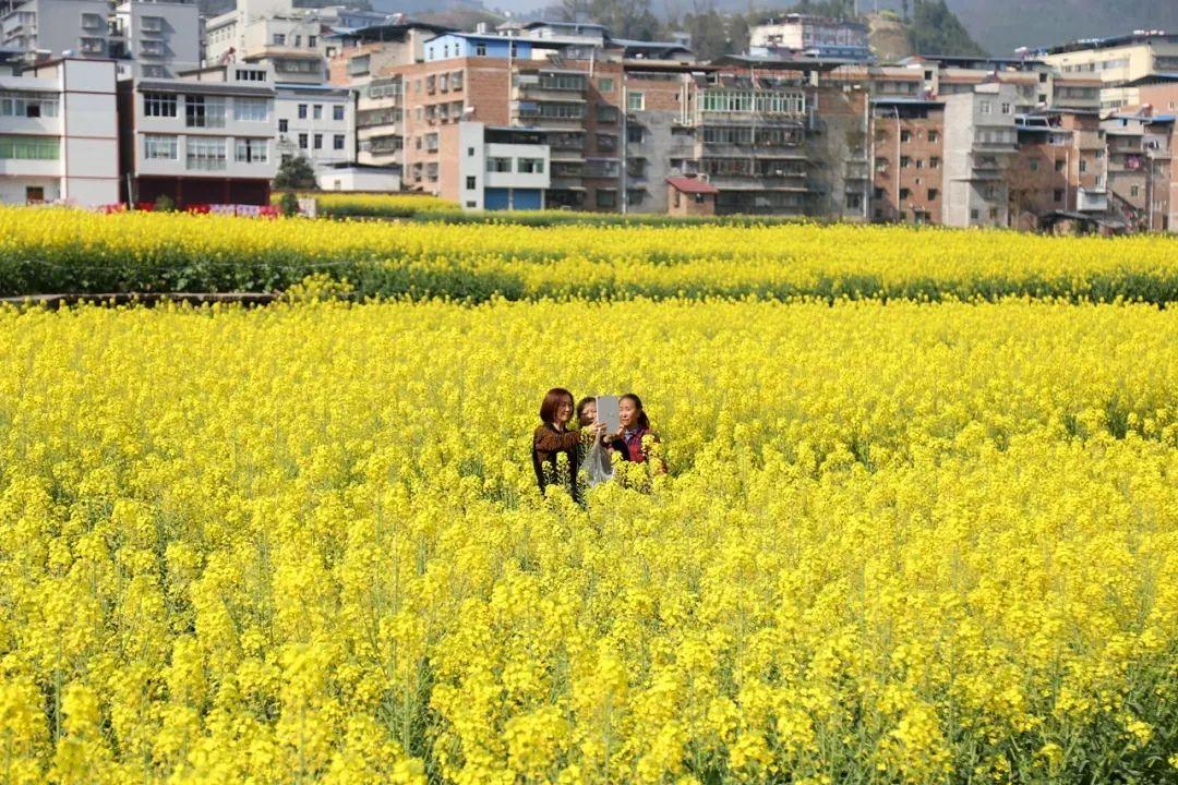 奉節縣甲高鎮第四屆萬畝油菜花賞花季活動3月11日盛大開幕