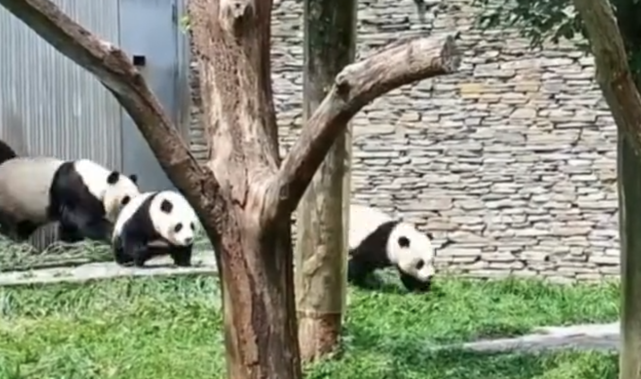 惊险！四川泸定地震发生瞬间熊猫妈妈携幼崽跑到室外避险
