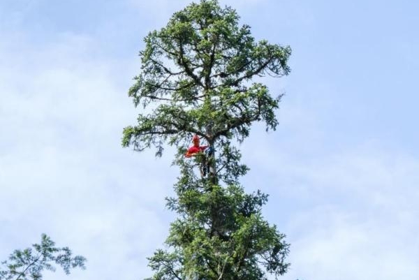 刷新纪录！中国最高树木83.4米！