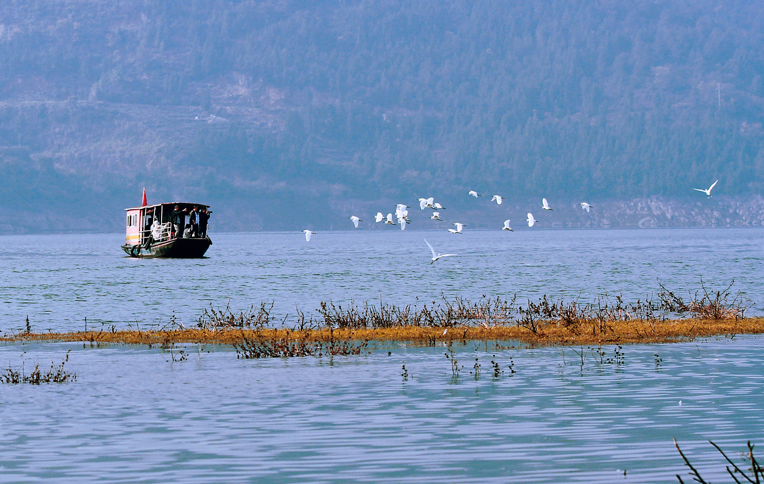 巫山：把生态还给自然 大昌湖成鸟类“天堂”