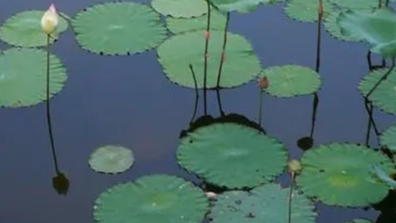 文学｜六一