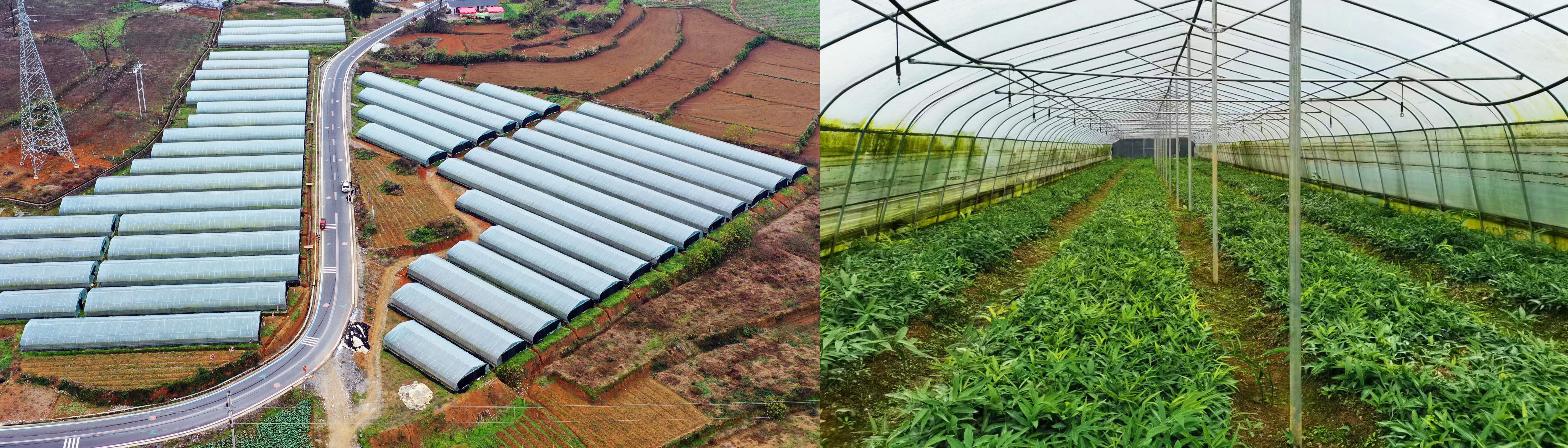 全国最高产油茶树苗是什么品种
