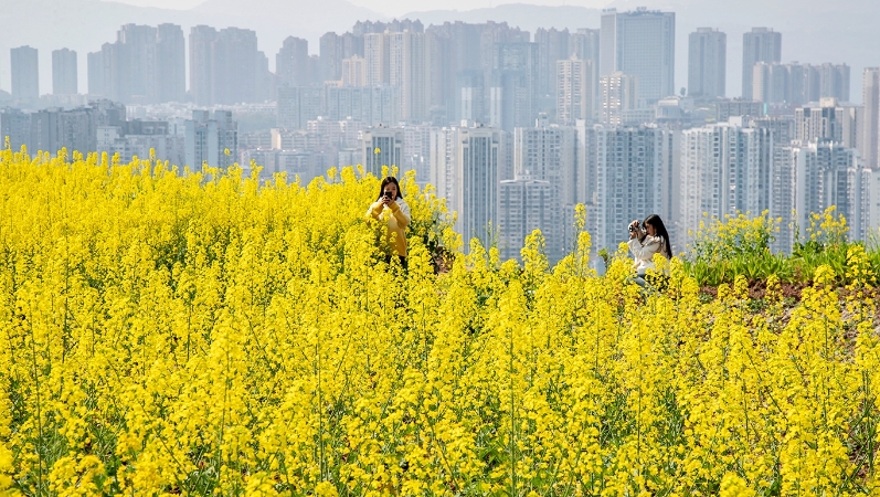 重庆忠县：金色“花海”美景如画，游人如织