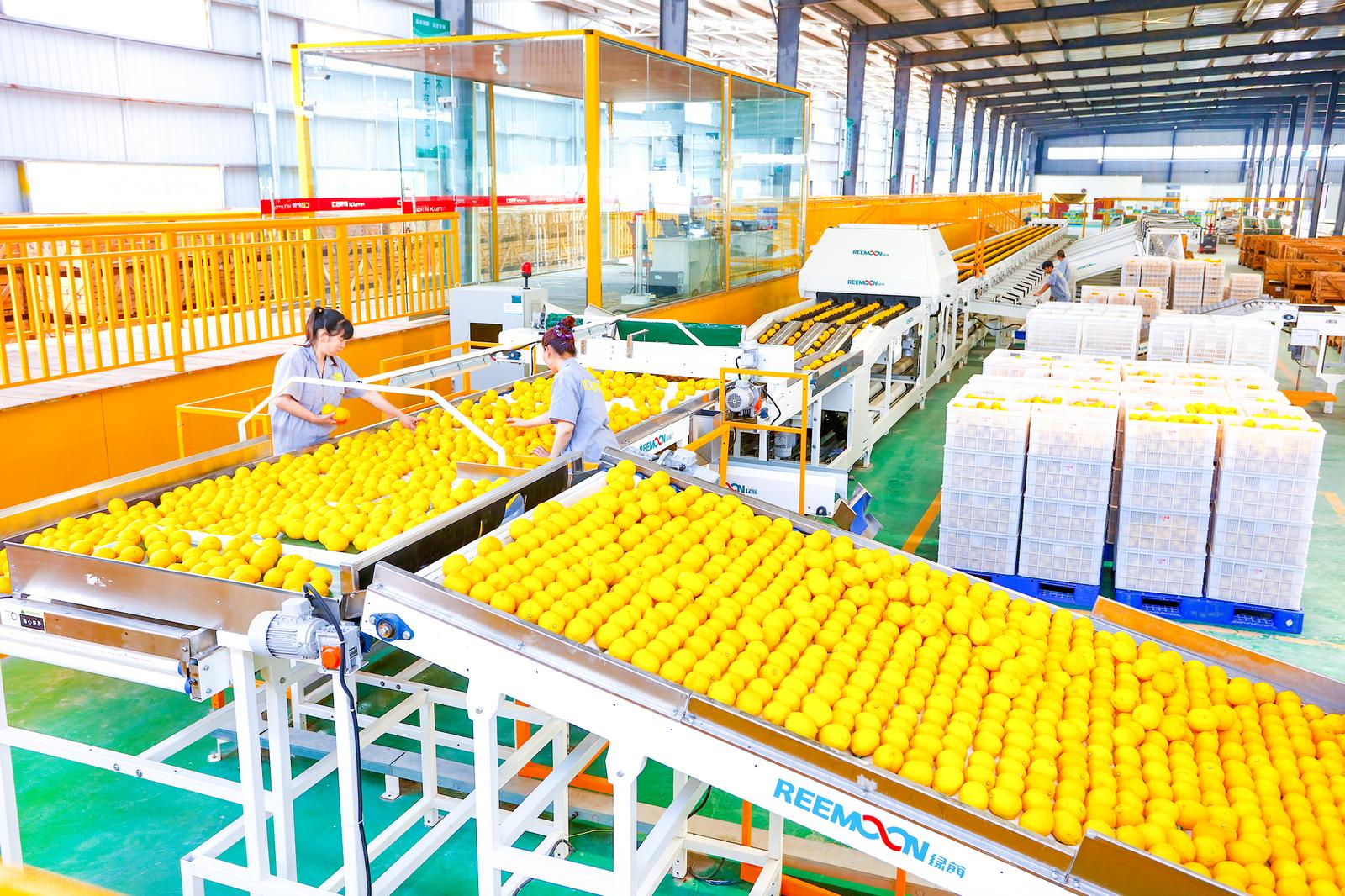 重庆汇达柠檬有限公司生产车间。图潼南区融媒体中心.jpg