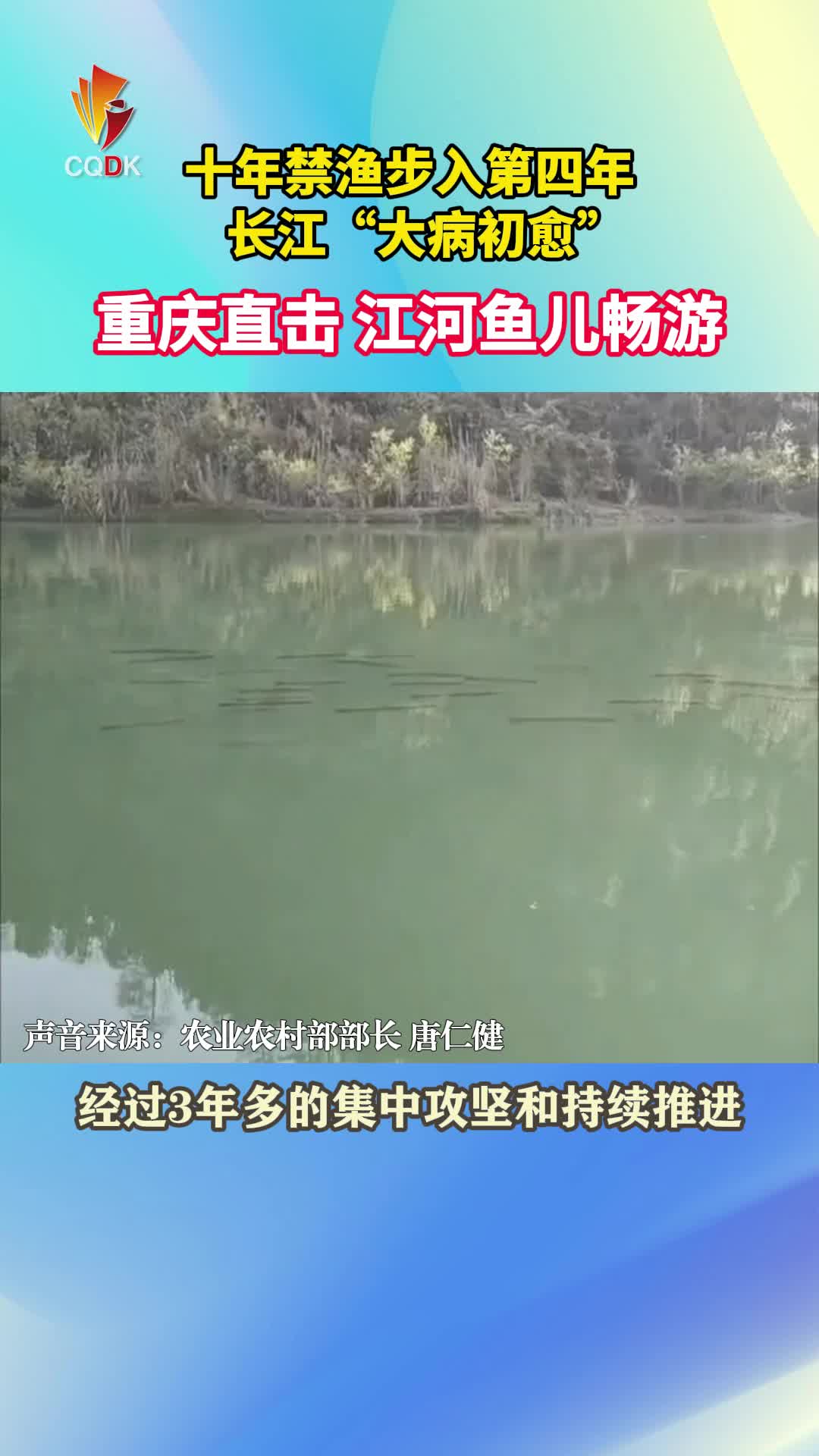 长江十年禁渔重庆直击→江河鱼儿畅游！