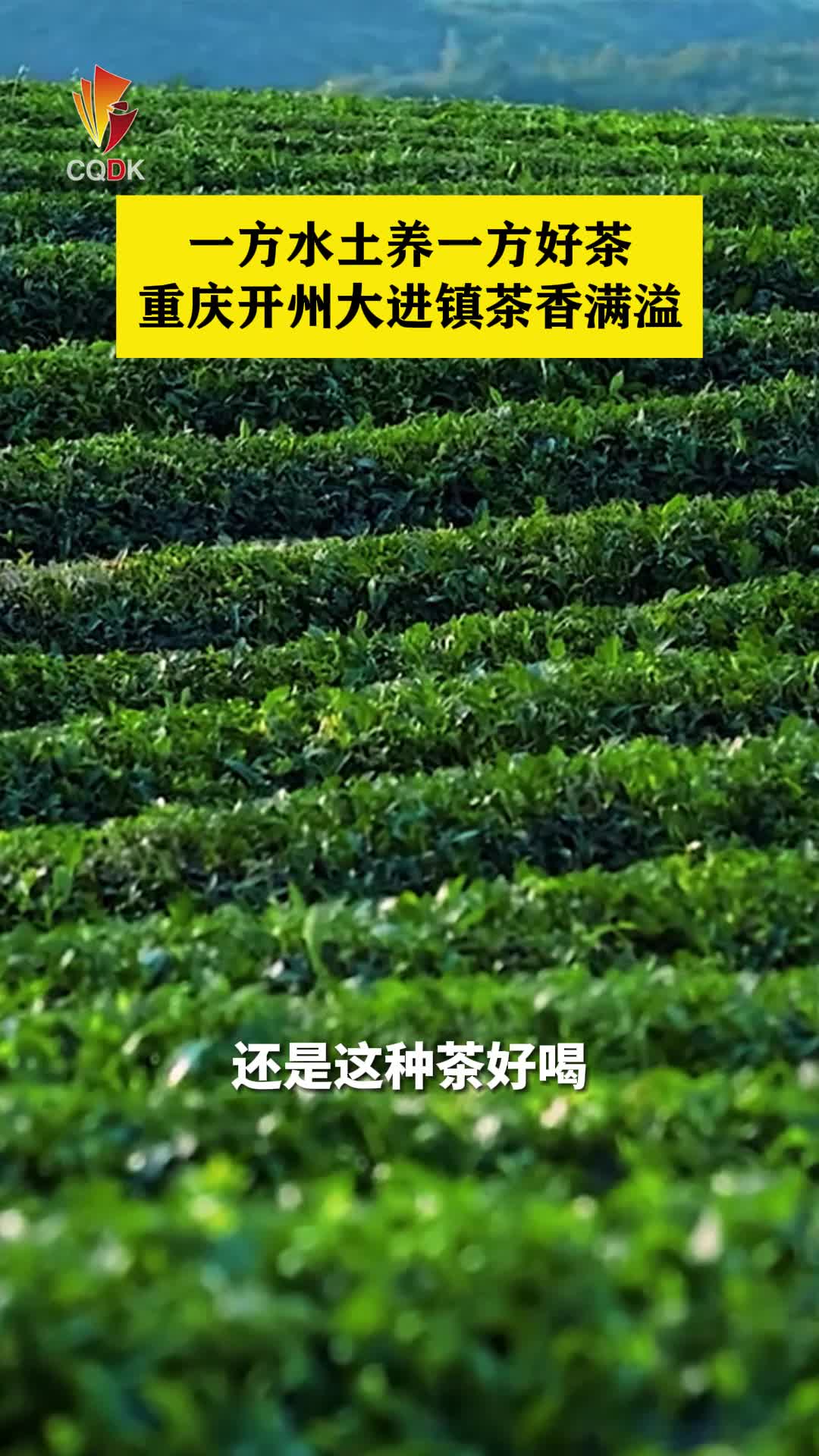 一方水土养一方好茶，重庆开州大进镇茶香满溢