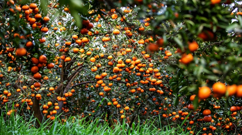 重庆忠县：做大做强柑橘产业，以4大行动唱响“忠橙”品牌