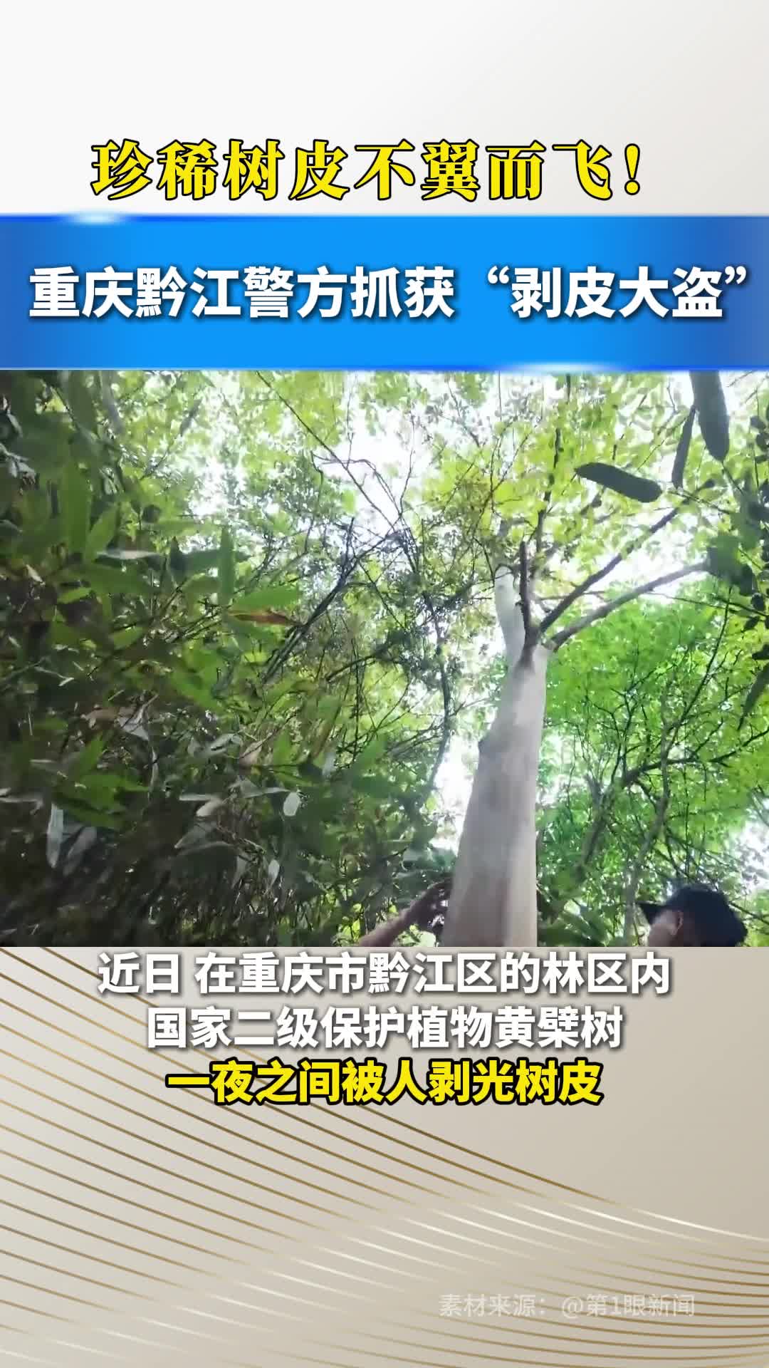 珍稀树皮不翼而飞！重庆黔江警方抓获“剥皮大盗”