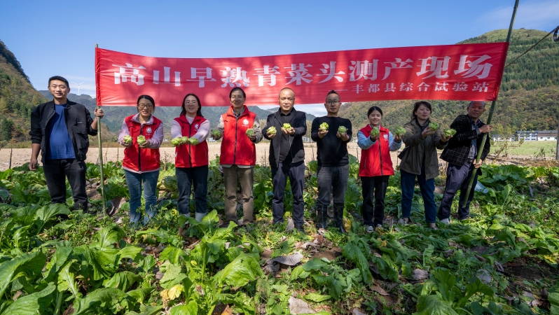 重庆丰都：头一批早熟青菜头抢“鲜”上市