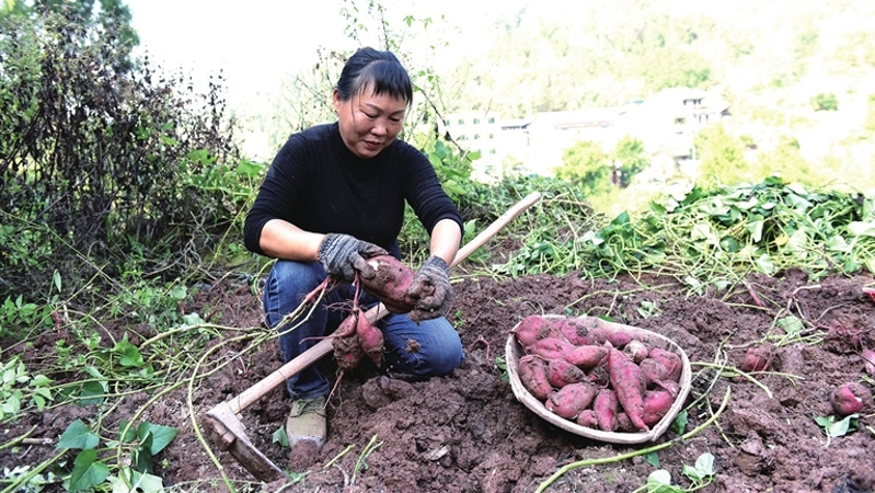 重庆石柱：“沉睡”撂荒地迎来“新生机”