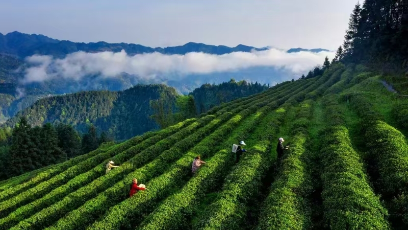 重庆秀山：深耕茶廉文化 建设清廉茶乡