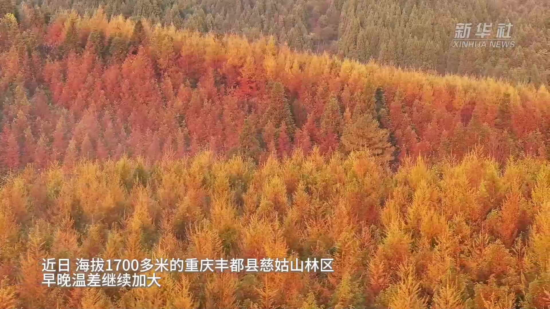 新华社看重庆｜重庆：万亩松林“颜值巅峰”引游客观赏