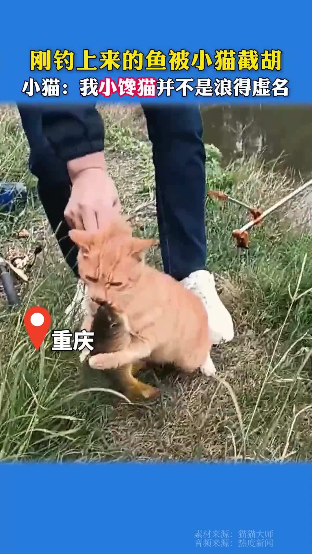 刚钓上来的鱼被小猫截胡，网友：小猫不知道什么叫抢，小猫只是饿了