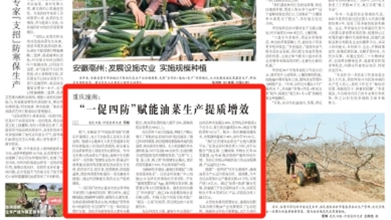 农民日报看重庆｜潼南：“一促四防”赋能油菜生产提质增效