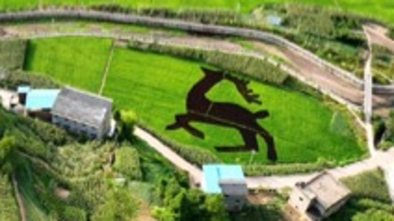 重庆云阳洞鹿乡：构建社区警务共同体 绘就基层治理新“枫”景