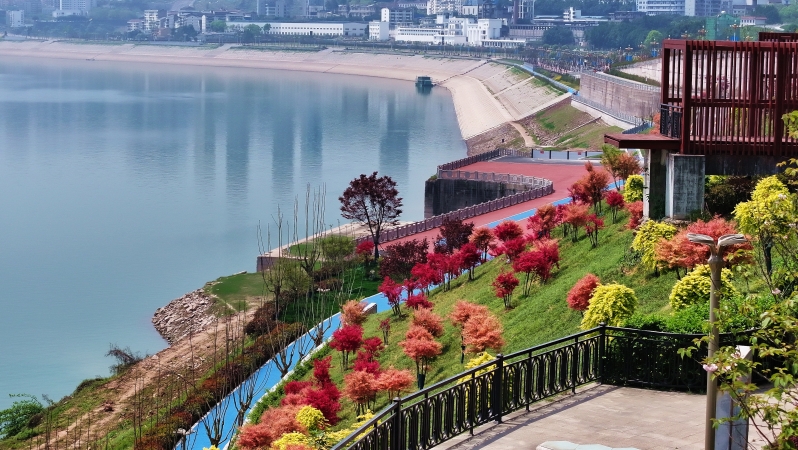 重庆忠县：长江之畔绘“枫”景