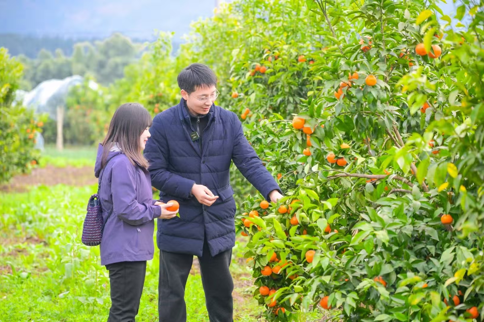 物见·乡村振兴｜第一书记在现场⑨特设支部组织振兴的特别“答卷”