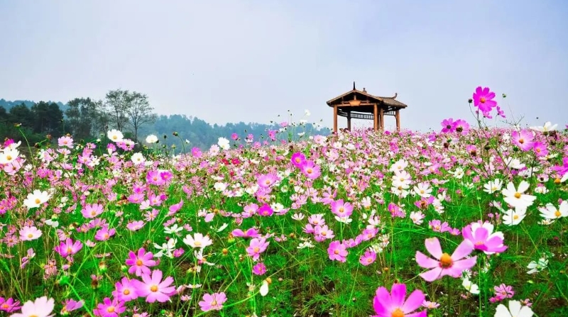 文学｜绚丽多彩耀眼靓