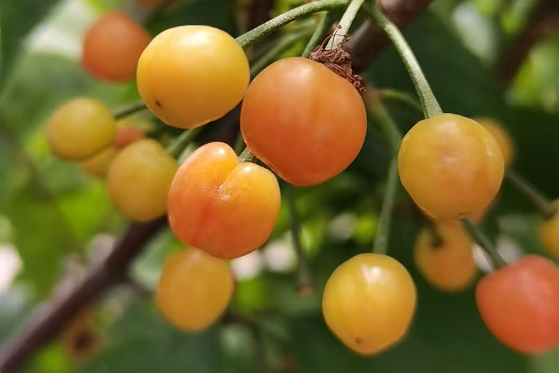 七一文学|外婆菜