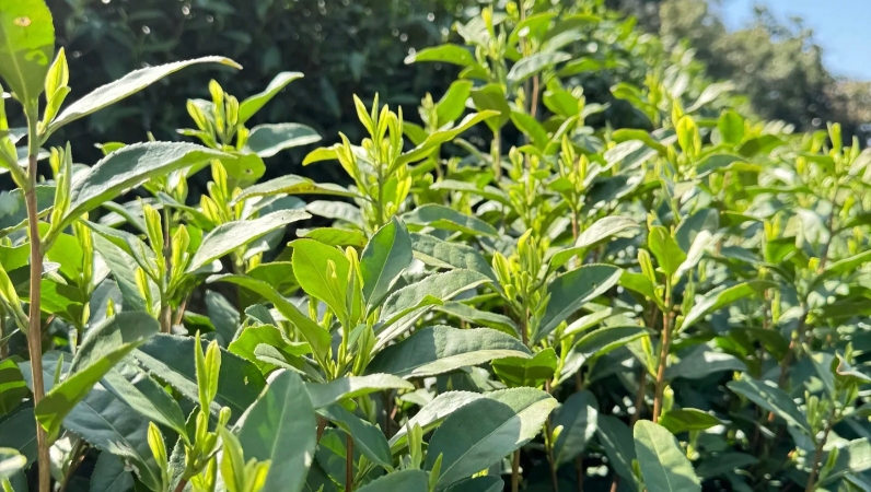 七一文学|山坳里的清茶香