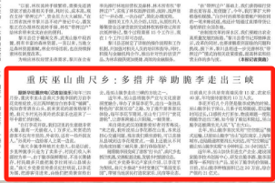 新华每日电讯看重庆｜巫山曲尺乡：多措并举助脆李走出三峡