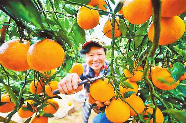 红色乡村为什么这样美