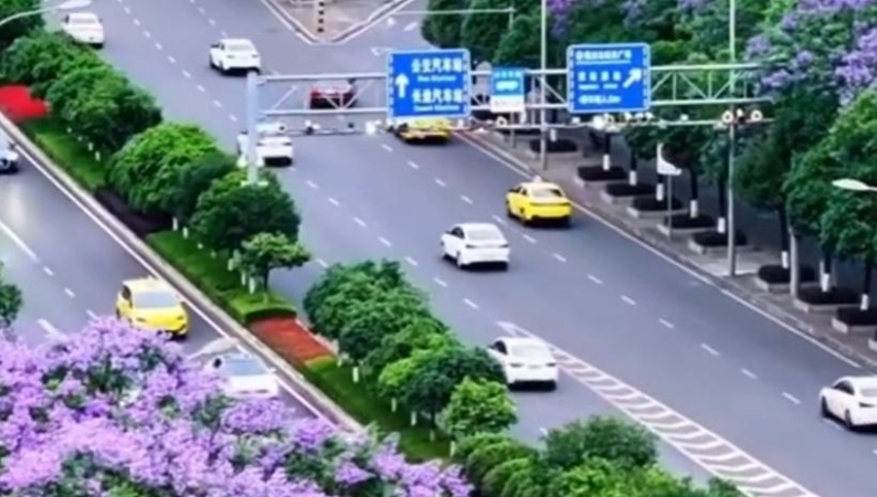 新华社看重庆｜蓝花楹盛开了 请查收这份来自重庆的浪漫