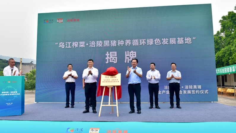 新华网看重庆｜探索低碳绿色农业新路径　涪陵榨菜黑猪产业融合项目启动