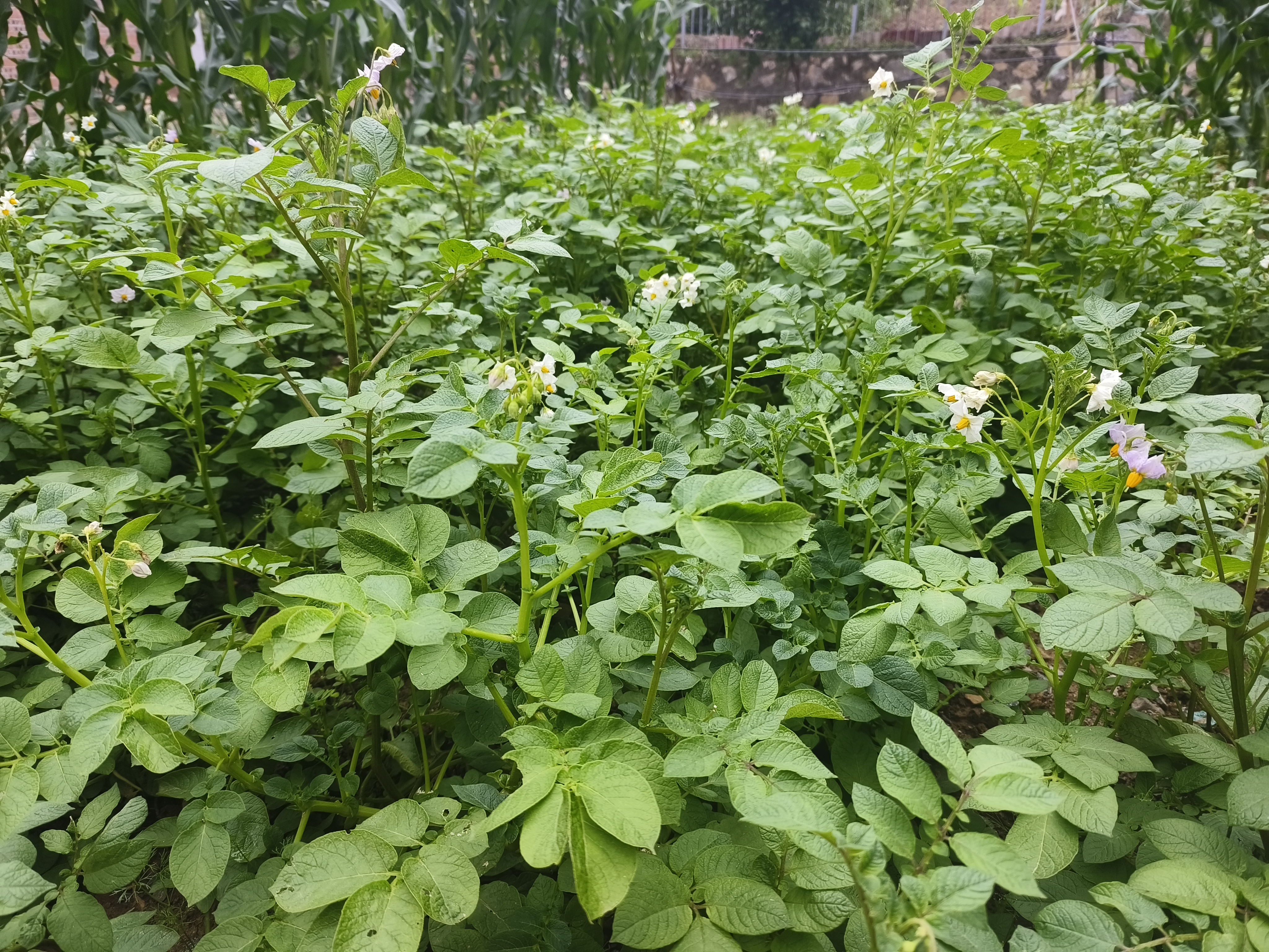 七一文学|后山的土豆花又开了
