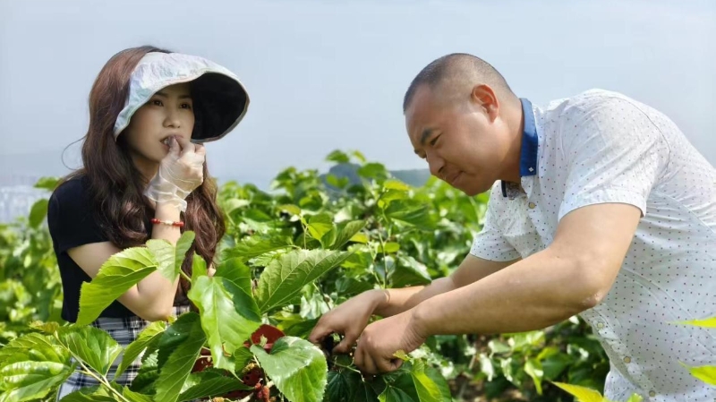 重庆忠县东溪镇：“葚”是甜蜜好“丰”景  初夏采摘促振兴