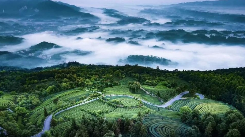 文学｜到茶山竹海 听松涛阵阵