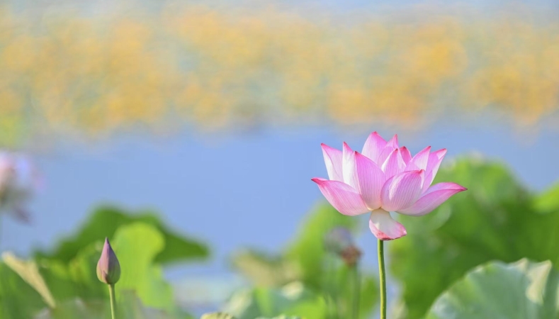 重庆梁平双桂湖：夏日荷花绽放，美不胜收