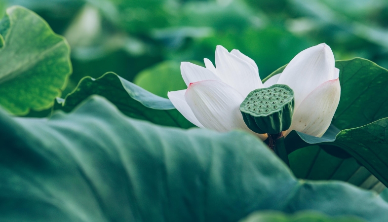 文学｜满怀丰收期许