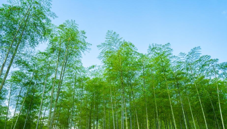 文学｜竹林拾蜕记
