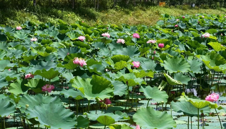 重庆忠县：3万余株富贵莲迎来盛花期 扮靓乡村公园
