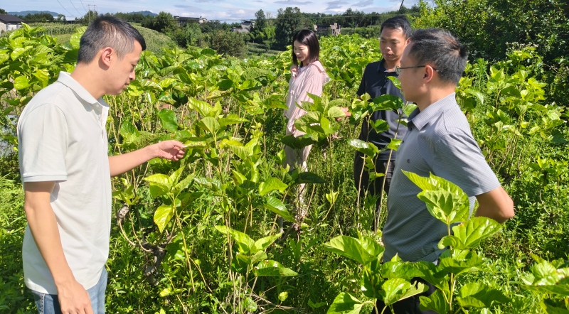 重庆云阳大阳镇：党建领航 春茧收购奏响助农增收进行曲