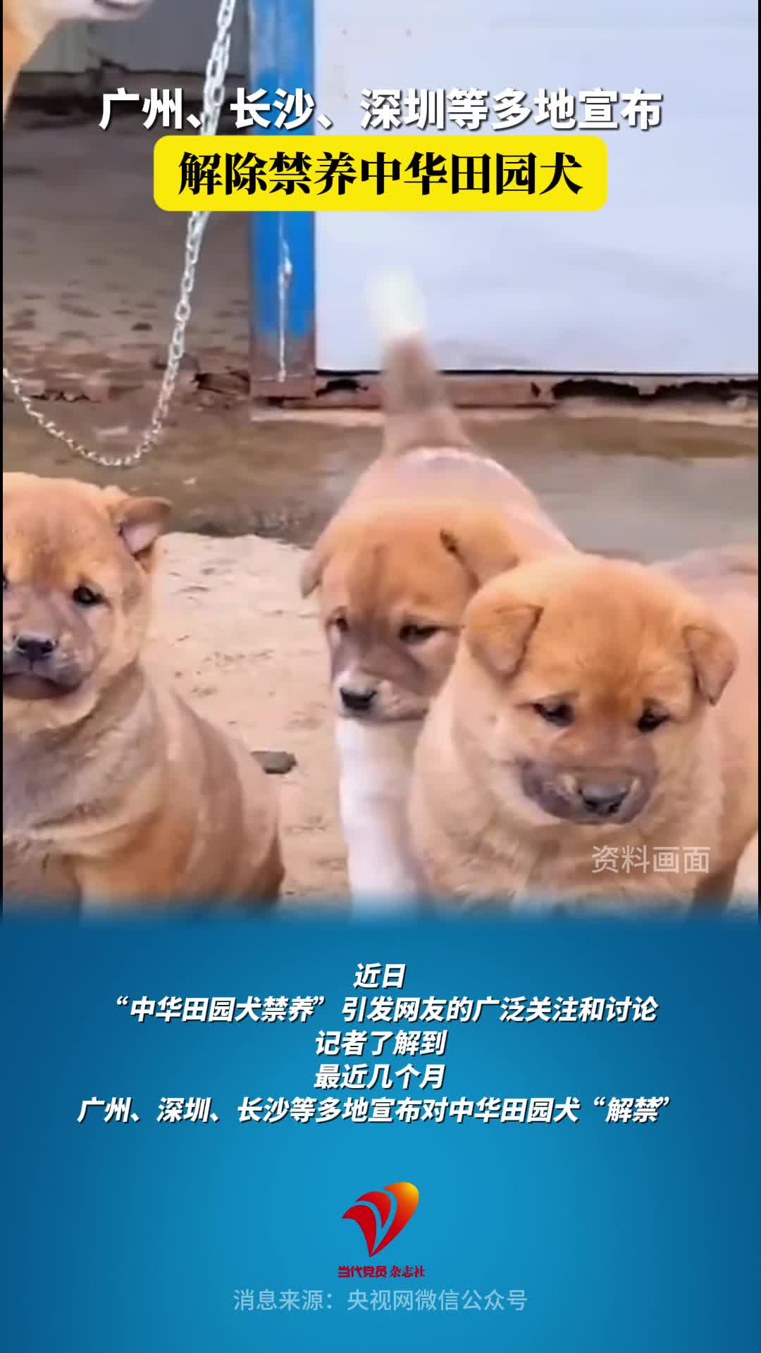 广州、长沙、深圳等多地宣布解除禁养中华田园犬