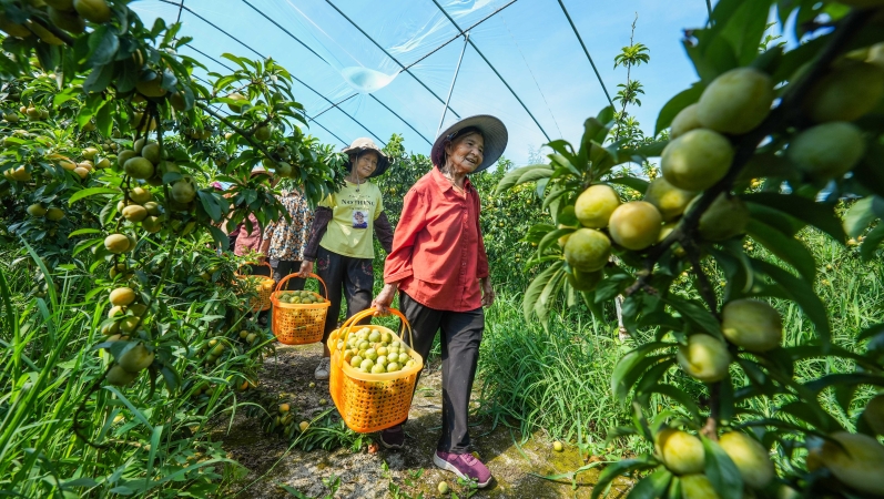 重庆垫江：万亩李子上市 助农增收促振兴
