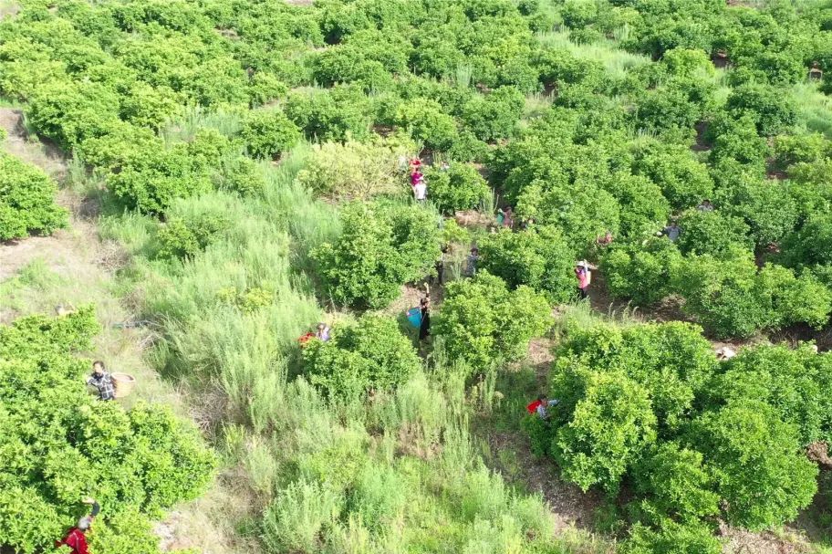 重庆潼南上和镇：鲜果飘香销路畅 枳壳产业跑出“加速度”