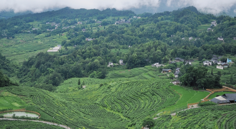 文学｜绿自山中来