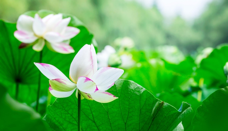 郝安专栏｜独领风骚之大暑赏析：换了人间
