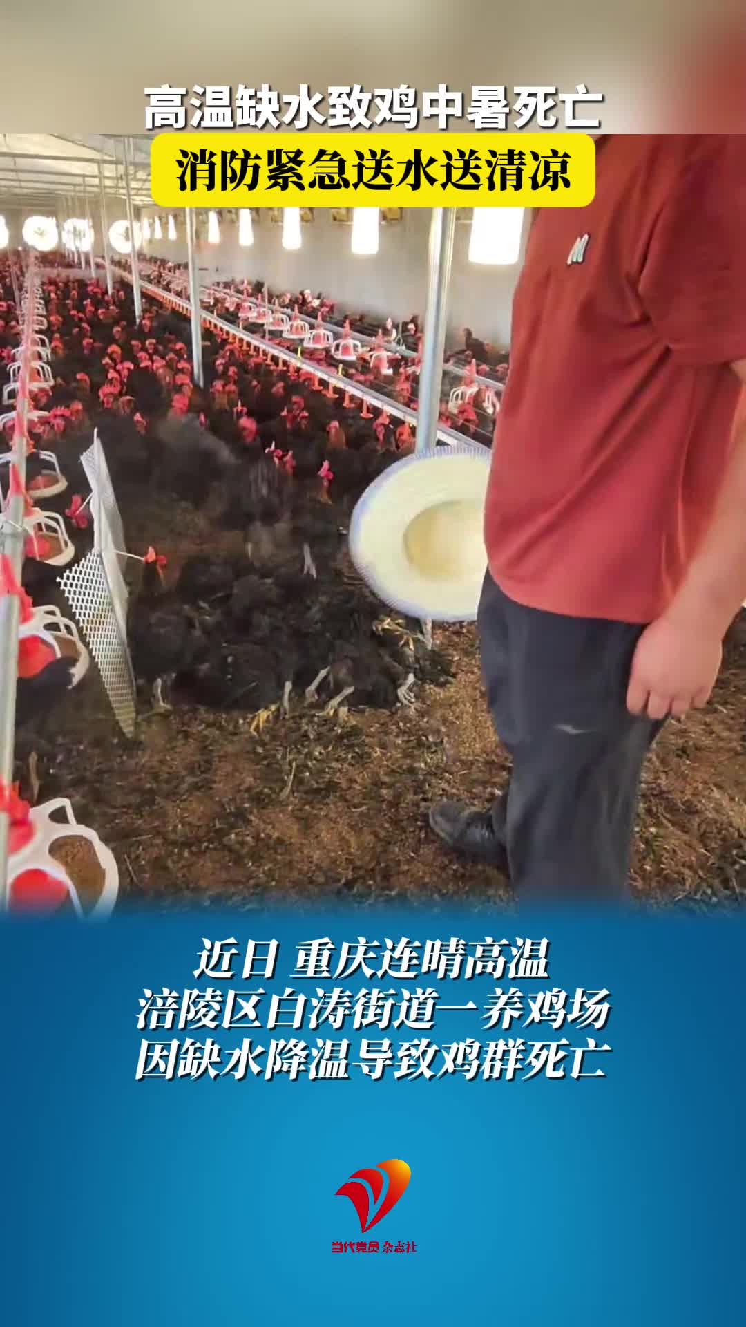 高温缺水致鸡中暑死亡，消防紧急送水送清凉