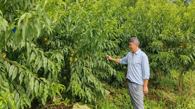 重庆黔江濯水镇：“党建聚力+集体入资”绘就乡村振兴新图景