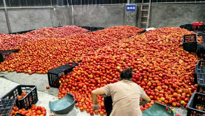 重庆奉节红土乡：火红番茄带来红火日子