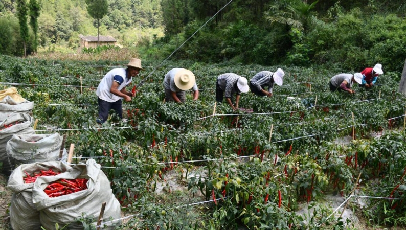 重庆奉节平安乡：“火辣”产业铺就乡村振兴致富路