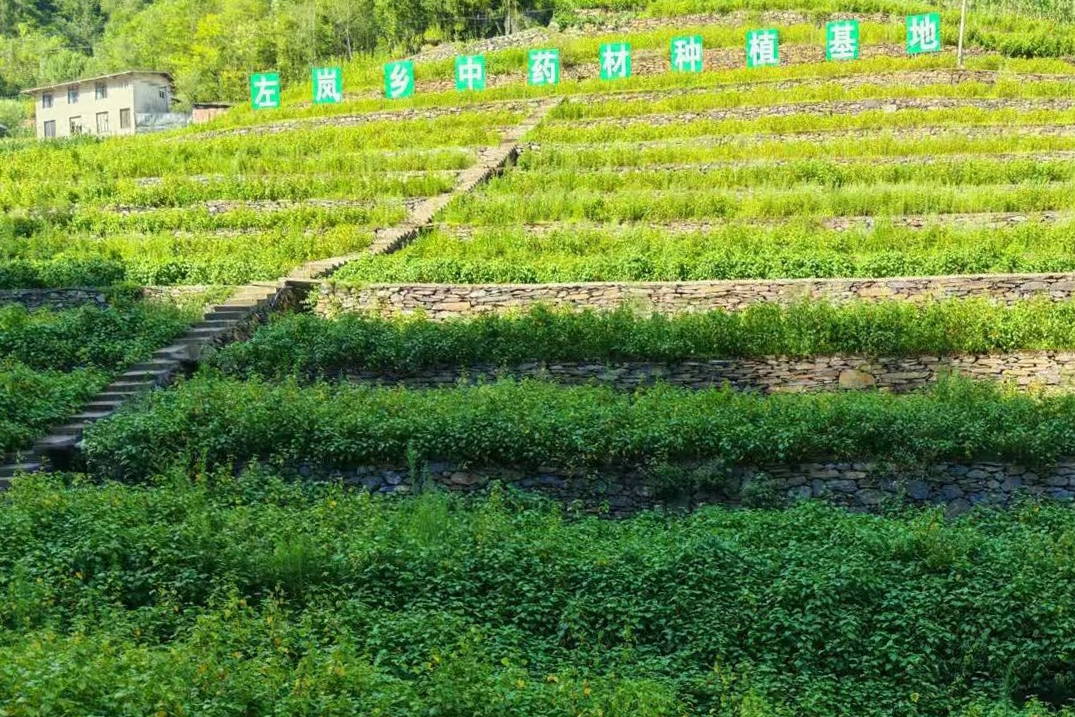 重庆城口左岚乡：“小叶子”长成“金叶子”