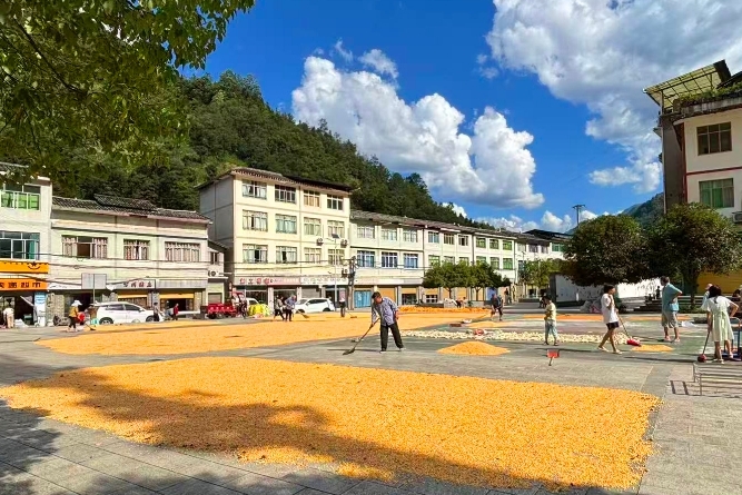 重庆城口庙坝镇：金黄玉米绘就丰收盛景