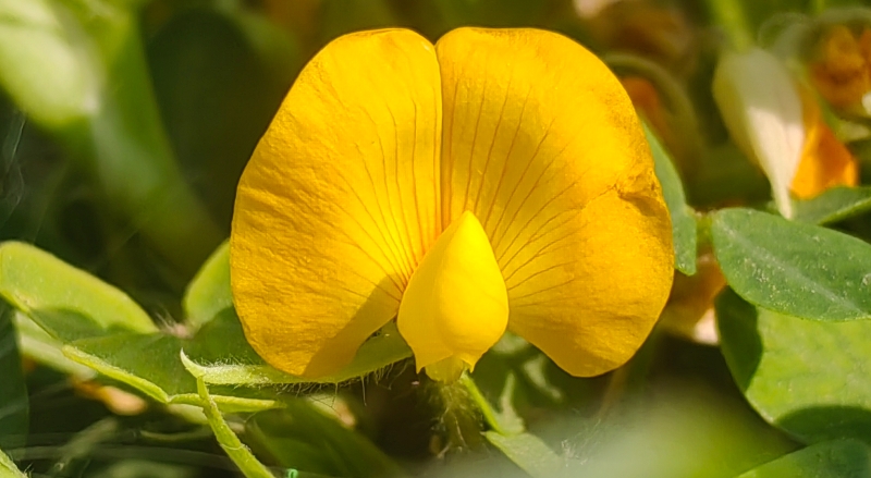 文学丨落花生的花
