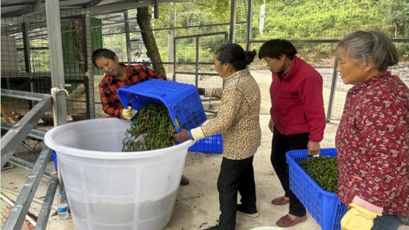 重庆巴南：党建＋“辣味议事会” 天坪村“辣”产业里的红色合力