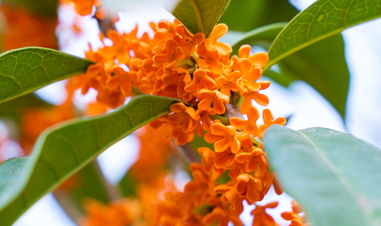 文学｜闻香寻桂：我的秋日私语